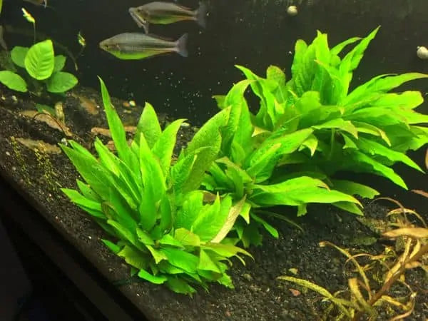 Pot Temple Mint Broad Leaf