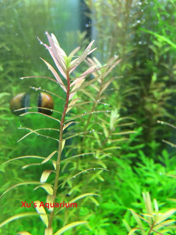 ADA TC-Rotala Rotundifolia Wayanad
