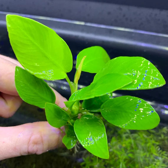 TC-Anubias Nana Gold