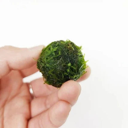Floating Moss Ball | 2 inch diameter – Veda Aquarium