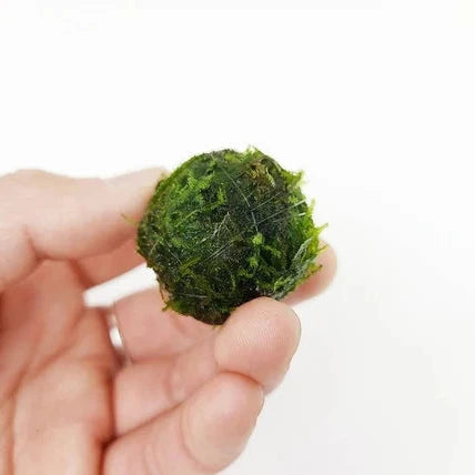Floating Moss Ball | 2 inch diameter