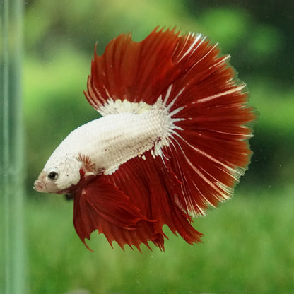 White Red Betta fish