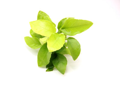 TC-Anubias Nana Gold