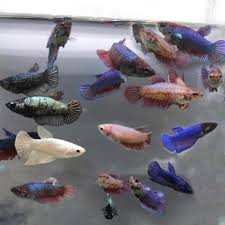 Female Small betta | Random colour | Single