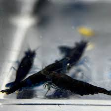 Blue Shrimp | Single
