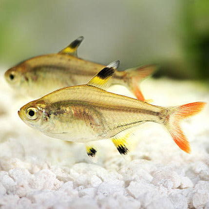 X ray tetra