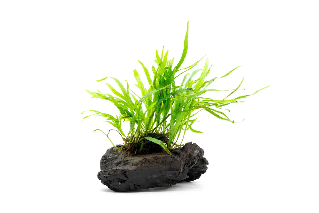 Pot Trident Fern