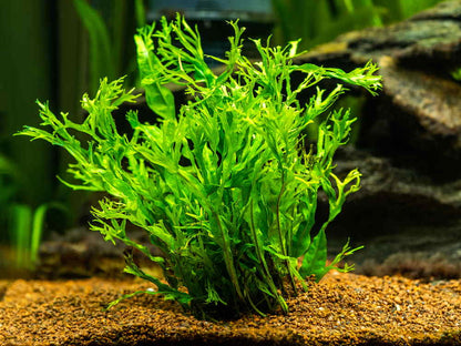 Pot - Windelov Fern