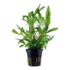 Pot Temple Mint Broad Leaf