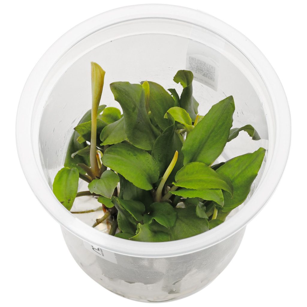 ADA TC-Lagenandra Meeboldii  'Red'