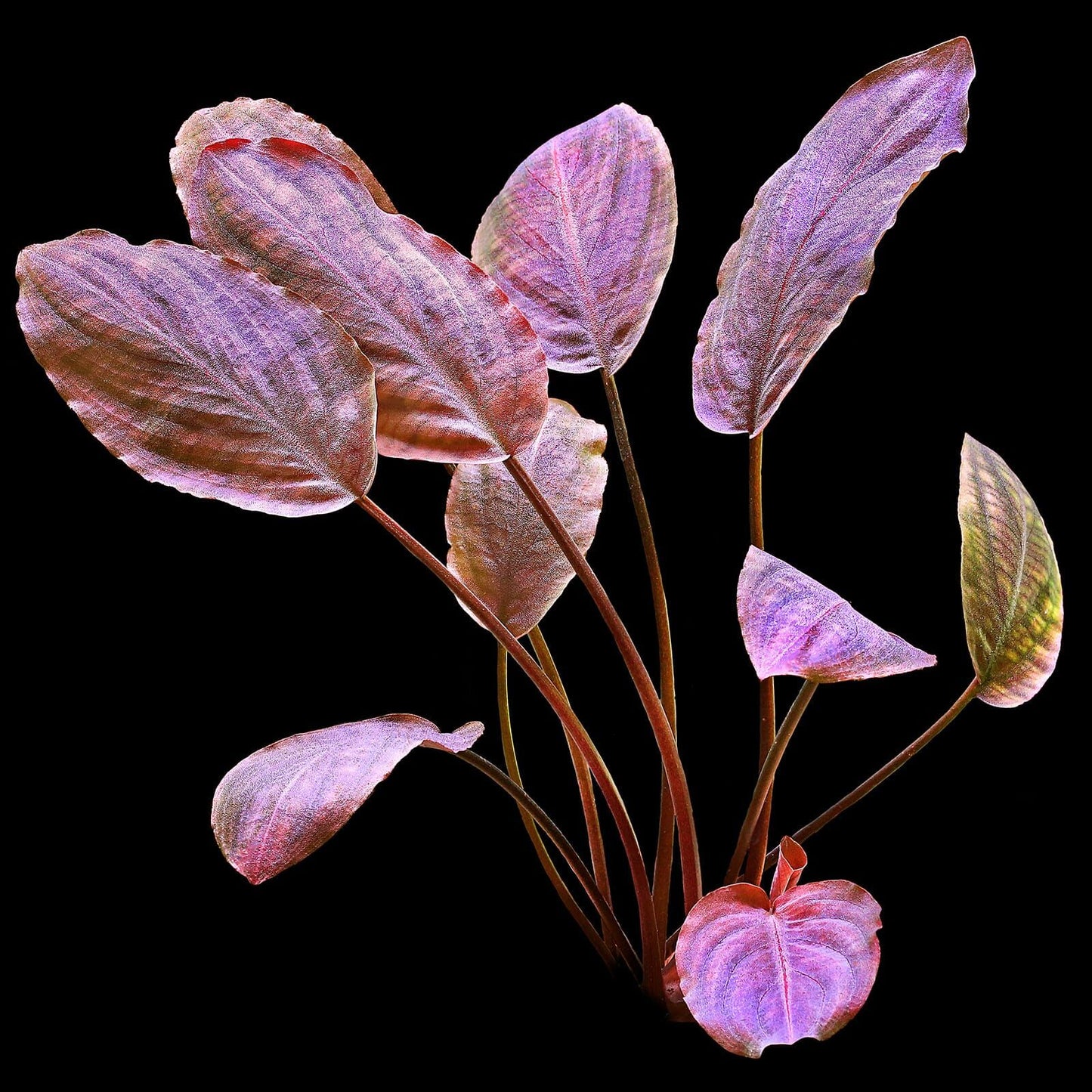 ADA TC-Lagenandra Meeboldii  'Red'