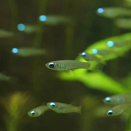 Lamp eye Kili tetra