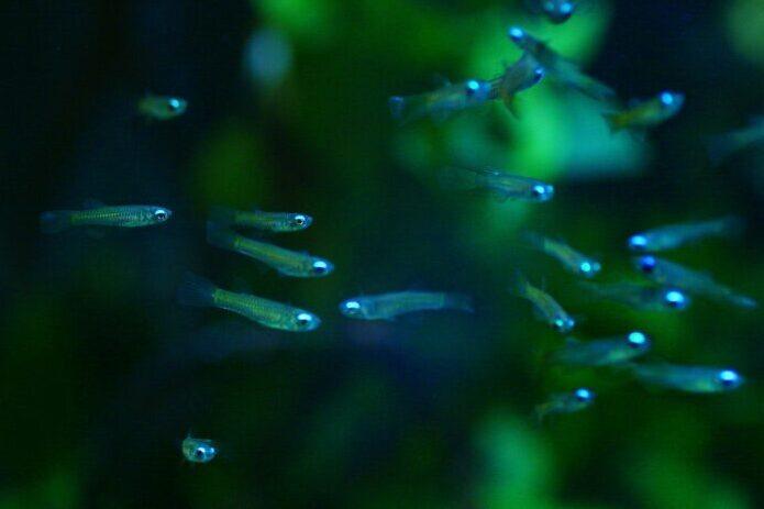 Lamp eye Kili tetra