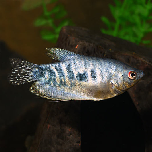 Opaline Blue Gourami | Single