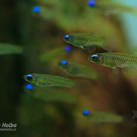 Lamp eye Kili tetra