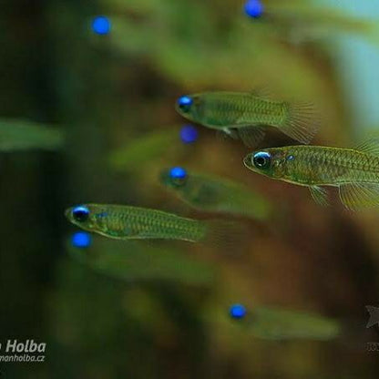 Lamp eye Kili tetra