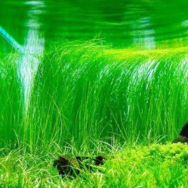 ADA TC-Eleocharis Vivipara