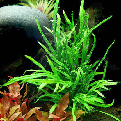 Pot Trident Fern
