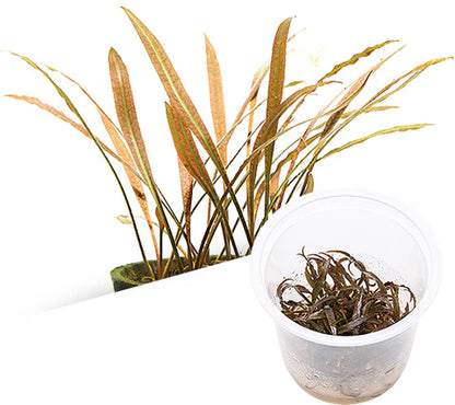 TC-Cryptocorne Spiralis Tiger | ADA IC198