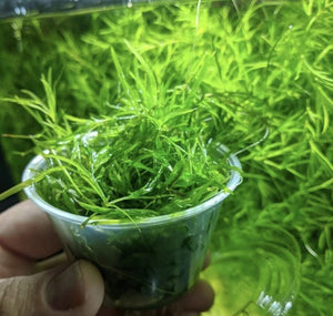 Guppy grass