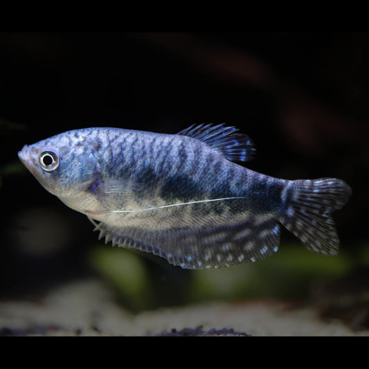 Opaline Blue Gourami | Single