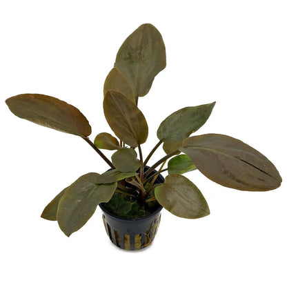 ADA TC-Lagenandra Meeboldii  'Red'