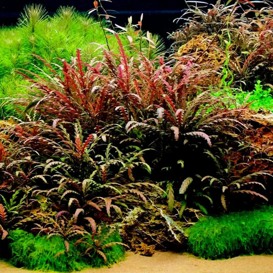 ADA TC-Hygrophila Pinnatifida UK