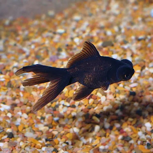 Black Moor goldfish (3-4cms) | Single