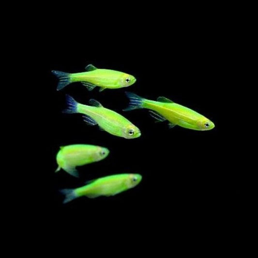 Green Zebra Danios |1-2cms | Single