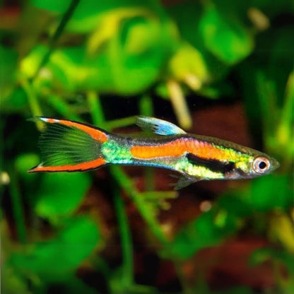 Endlr Guppy | 1-2cms | Single