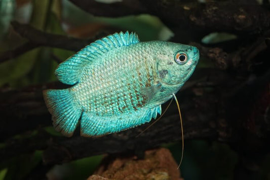 Neon Blue Gourami | Single
