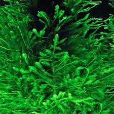 Peacock Moss