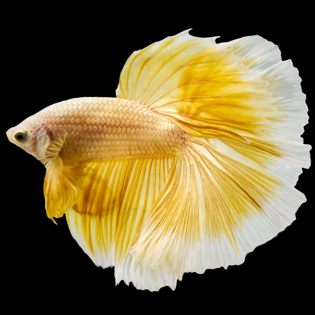 Golden betta fish