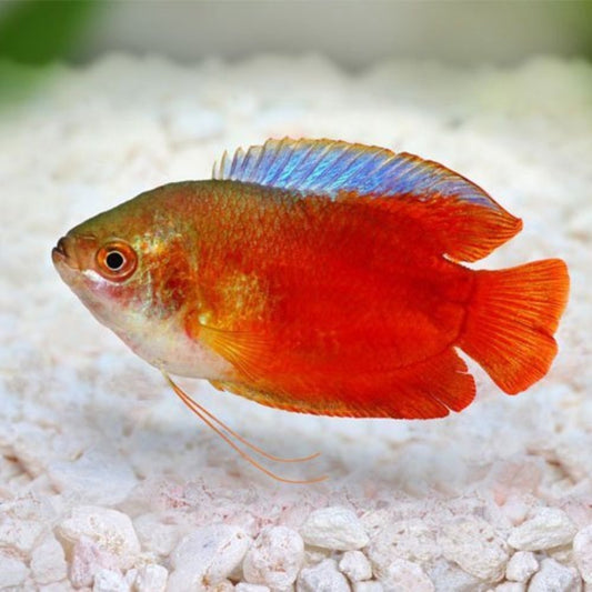 Red Colisa Gourami | Single