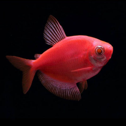 Pink-Red Widow tetra | Single