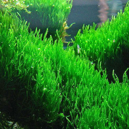 ADA Flame moss