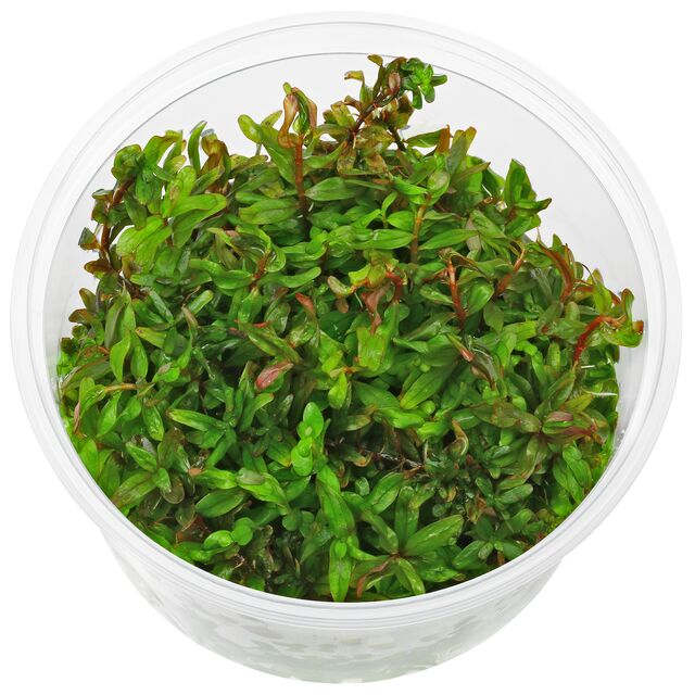 ADA TC-Rotala Rotundifolia HRA