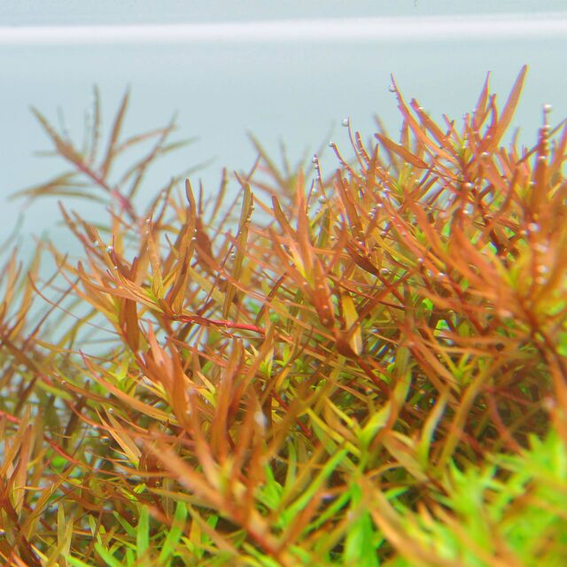 ADA TC-Rotala Rotundifolia HRA