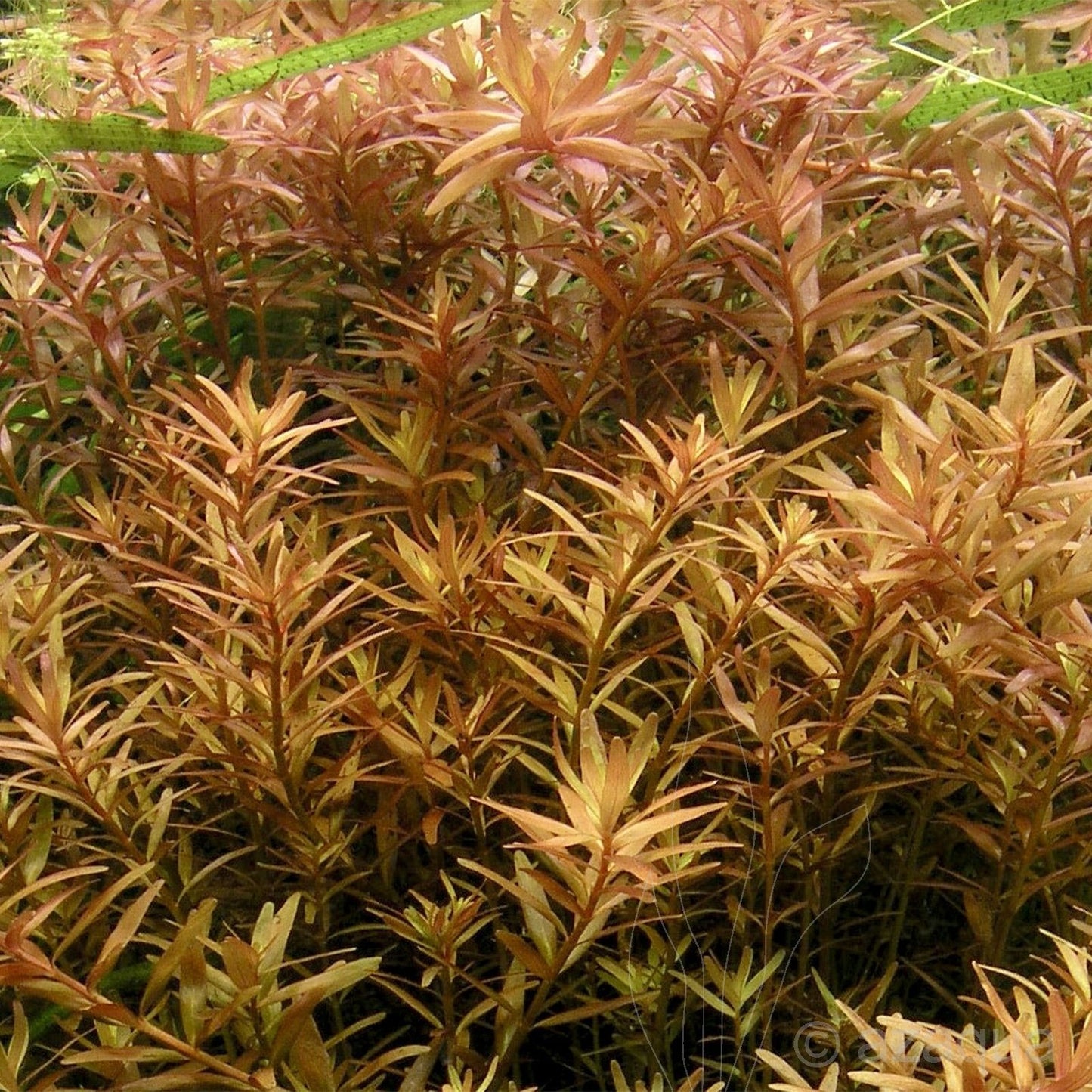 ADA TC-Rotala Rotundifolia HRA