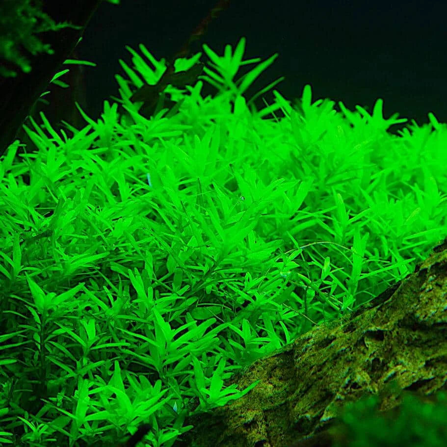 ADA TC-Rotala Rotunfolia Green