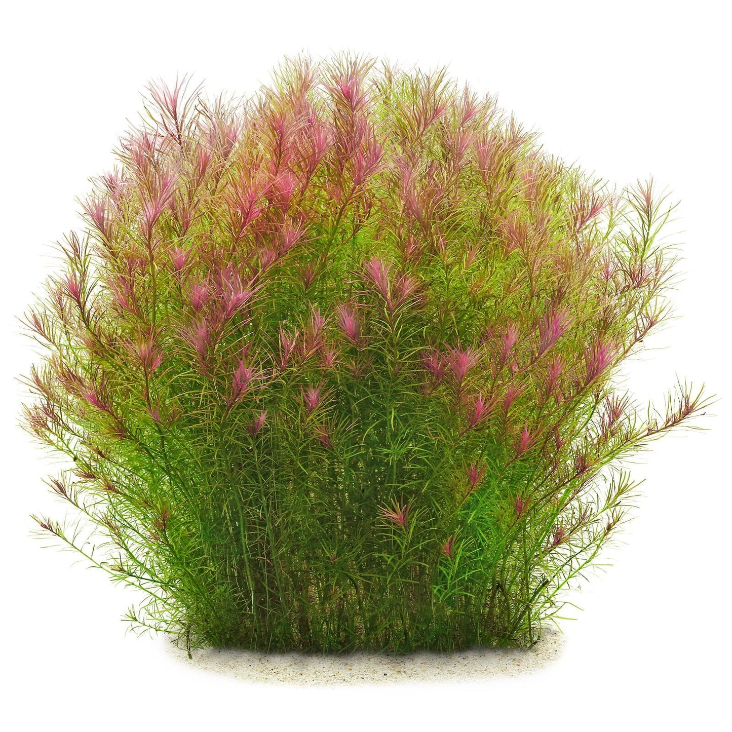 ADA TC-Rotala Wallichii Long Leaf
