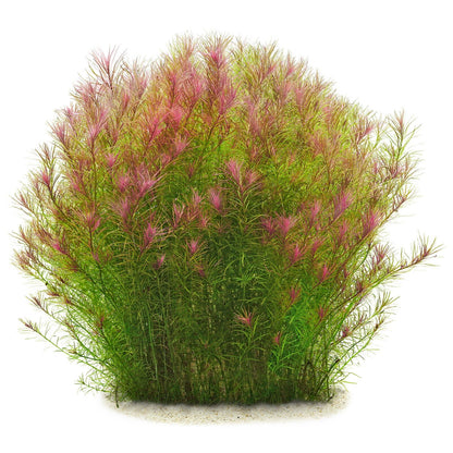 ADA TC-Rotala Wallichii Long Leaf