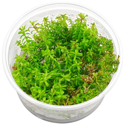 ADA TC-Rotala Rotundifolia Wayanad
