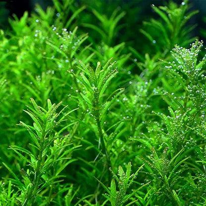 ADA TC-Rotala Rotundifolia Wayanad