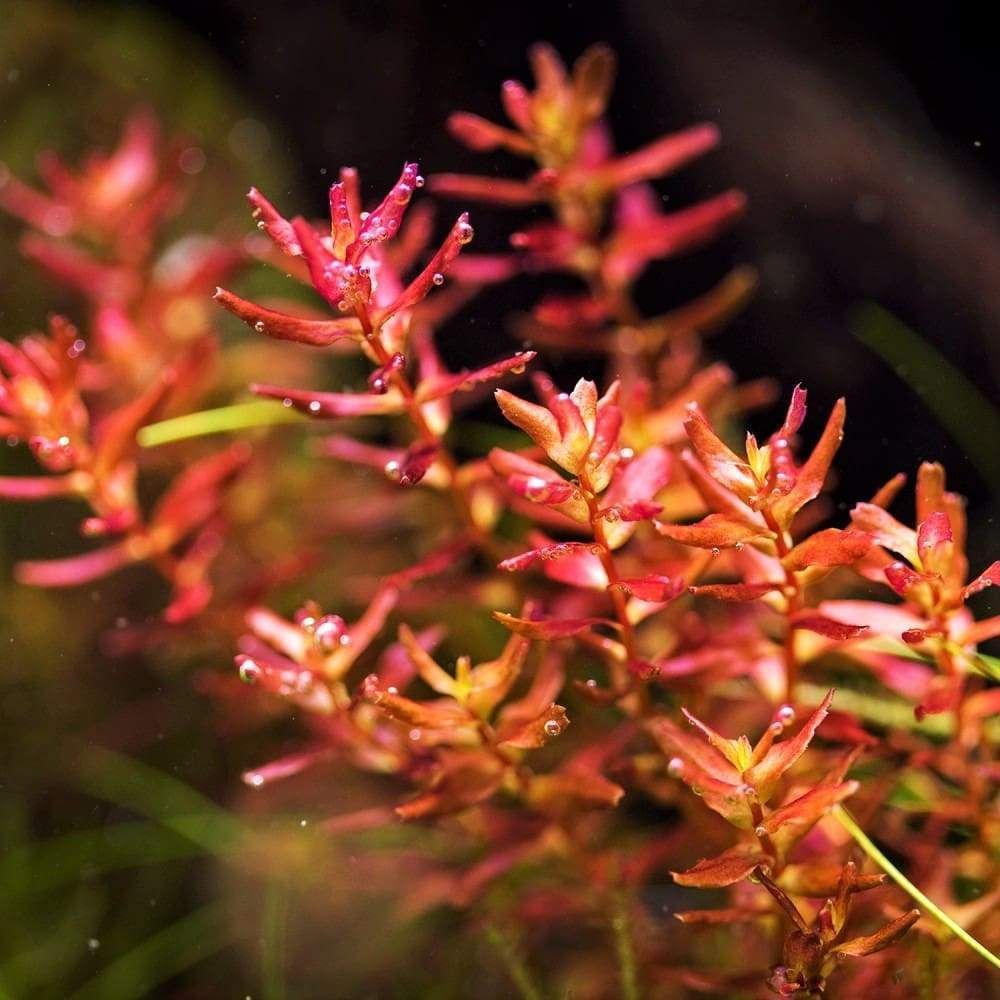 ADA TC-Rotala Macrandra Mini