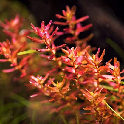 ADA TC-Rotala Macrandra Mini