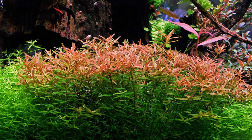 ADA TC-Rotala Rotundifolia HRA