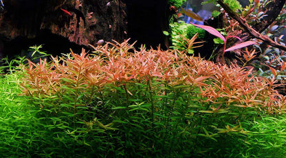 ADA TC-Rotala Rotundifolia HRA