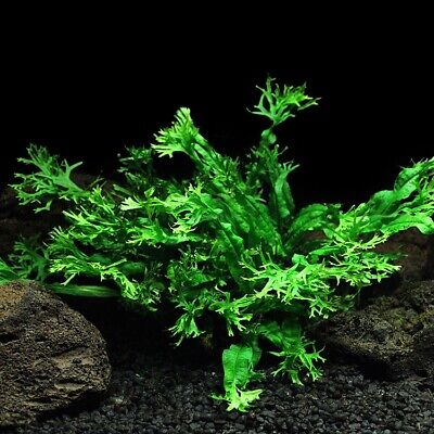 Pot - Windelov Fern