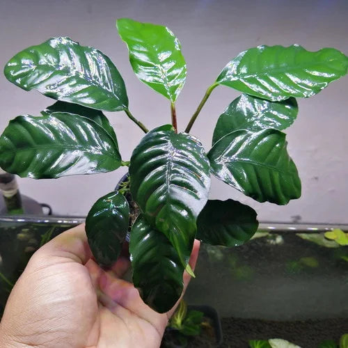 TC-Anubias Coffefolia | ADA LC056